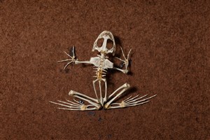 Image description is not available for 1983.28.1